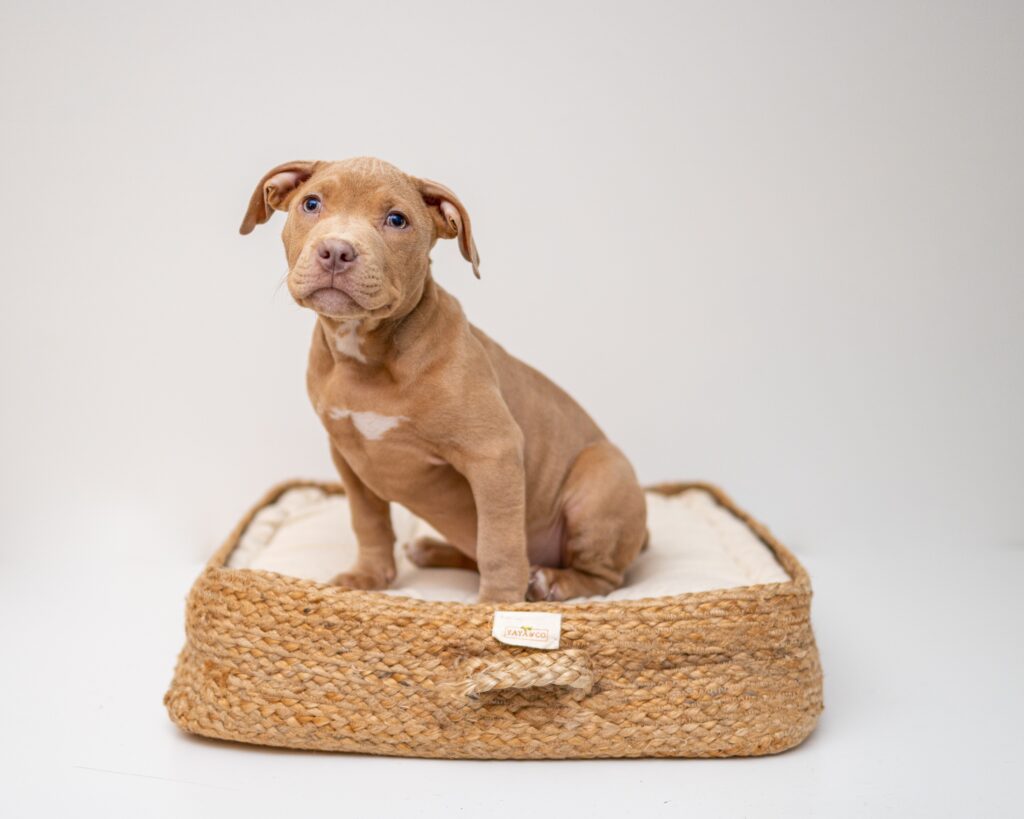 Beautiful Pitbull puppy in Pennsylvania