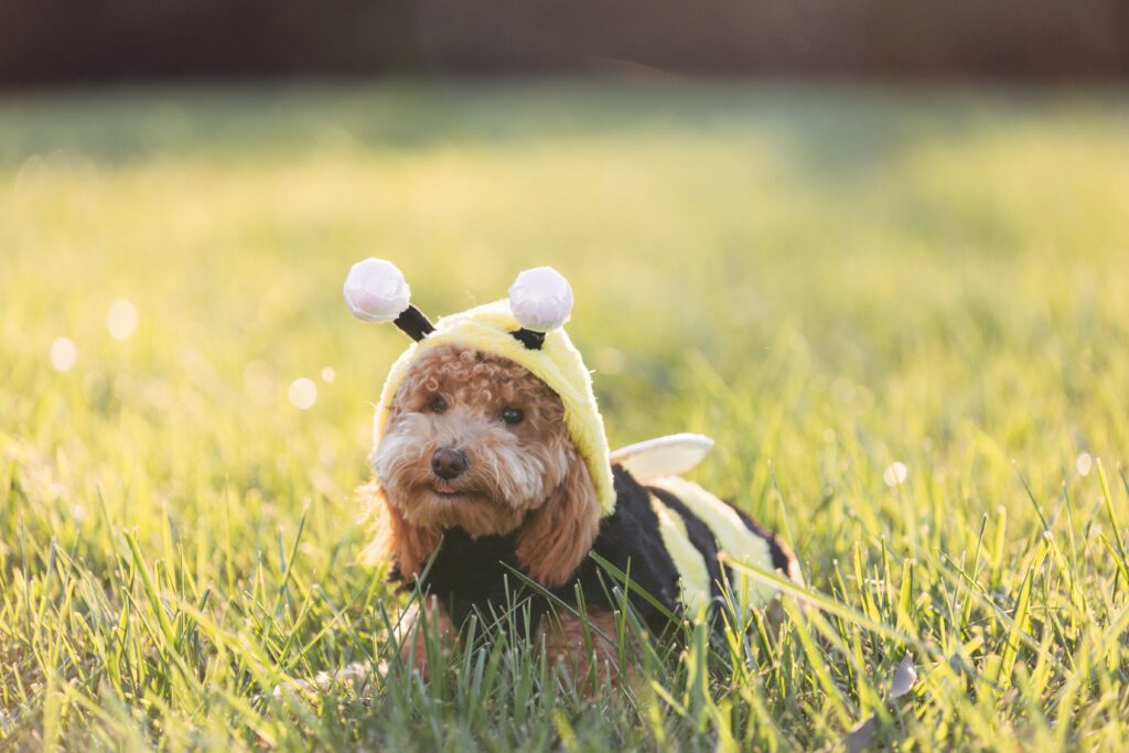 Cute Maltipoo dog in New England