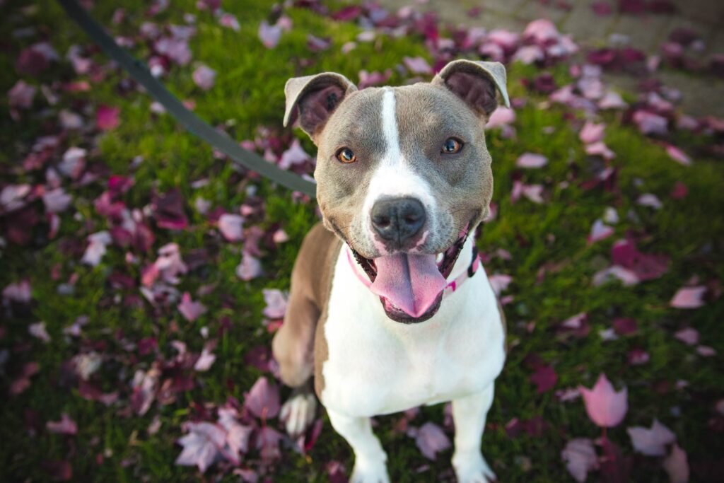Adorable Pitbull dog in California