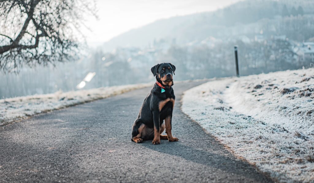 Cute Rottweiler dog sitting on road in New York  