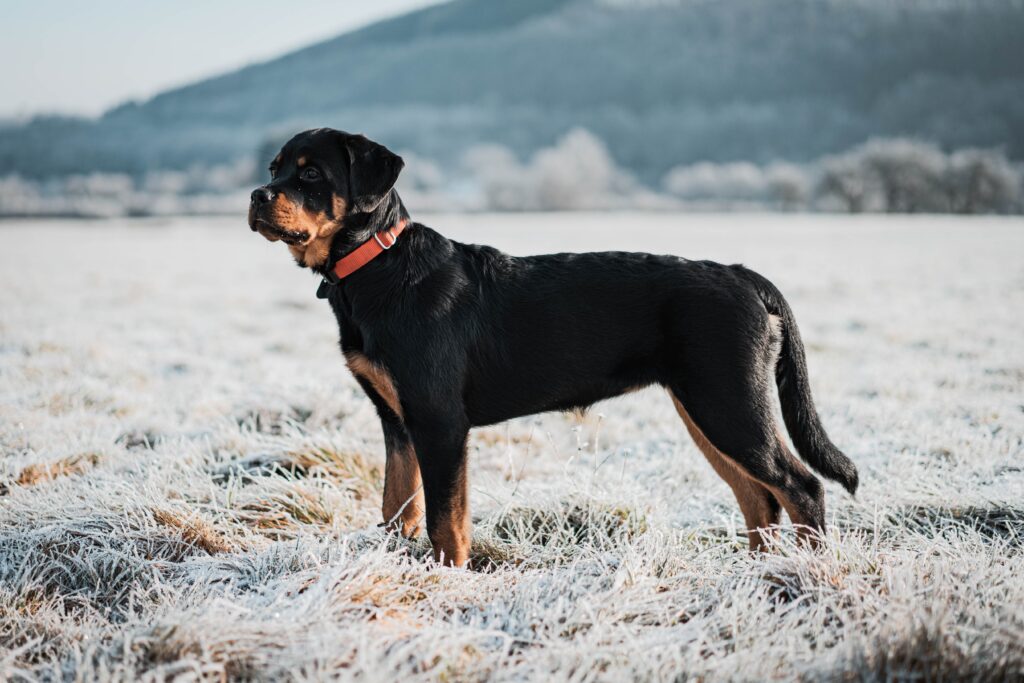 Adorable Rottweiler dog in Florida 