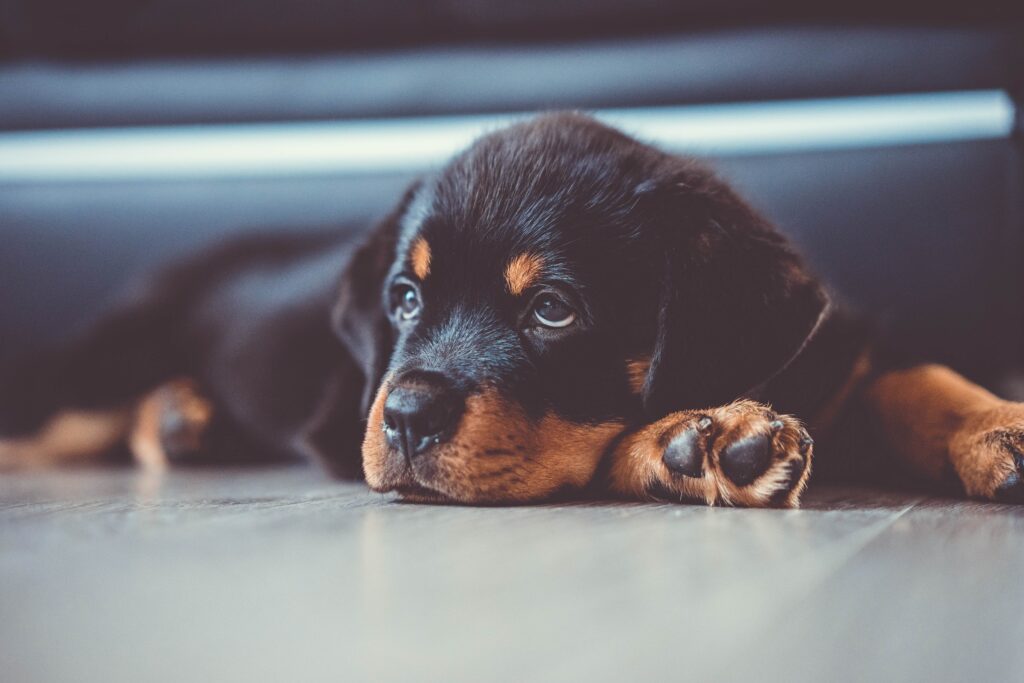 Beautiful Rottweiler puppy in Texas