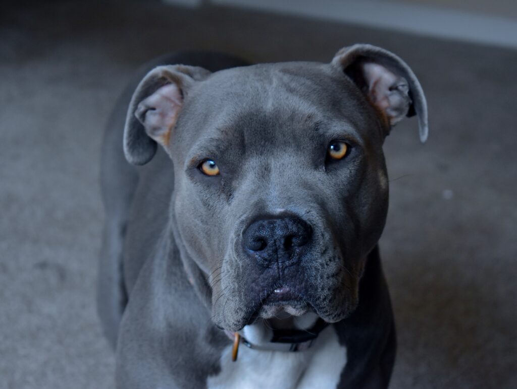 Cute Pitbull dog in New York 