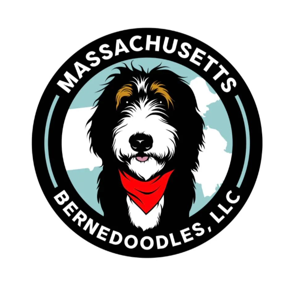 Massachusetts Bernedoodles and Goldendoodles