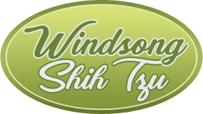 Windsong Shih Tzu