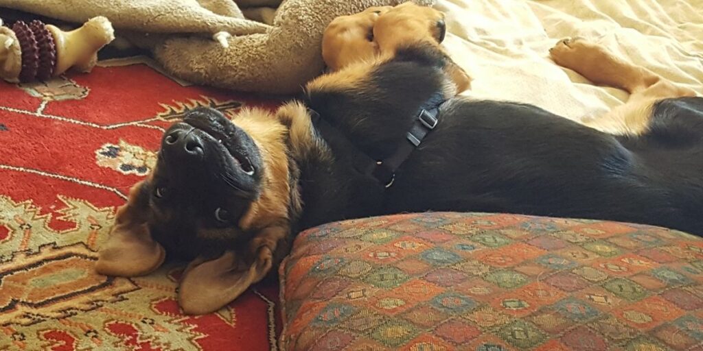 Vom Hognadottir Rottweilers