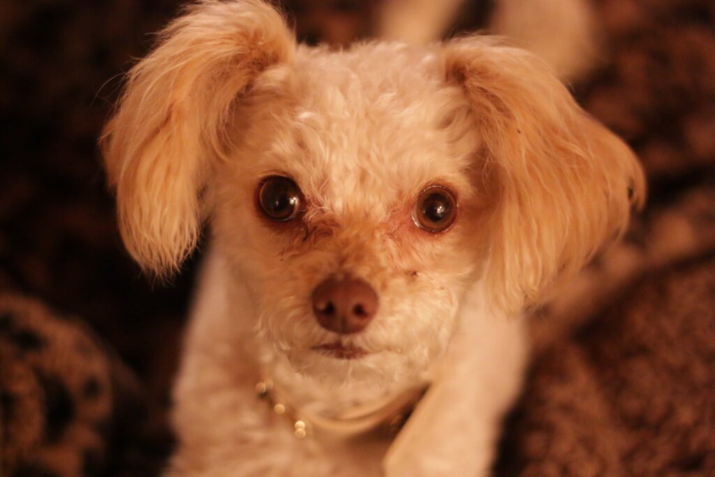 Awesome Maltipoo dog in Kentucky