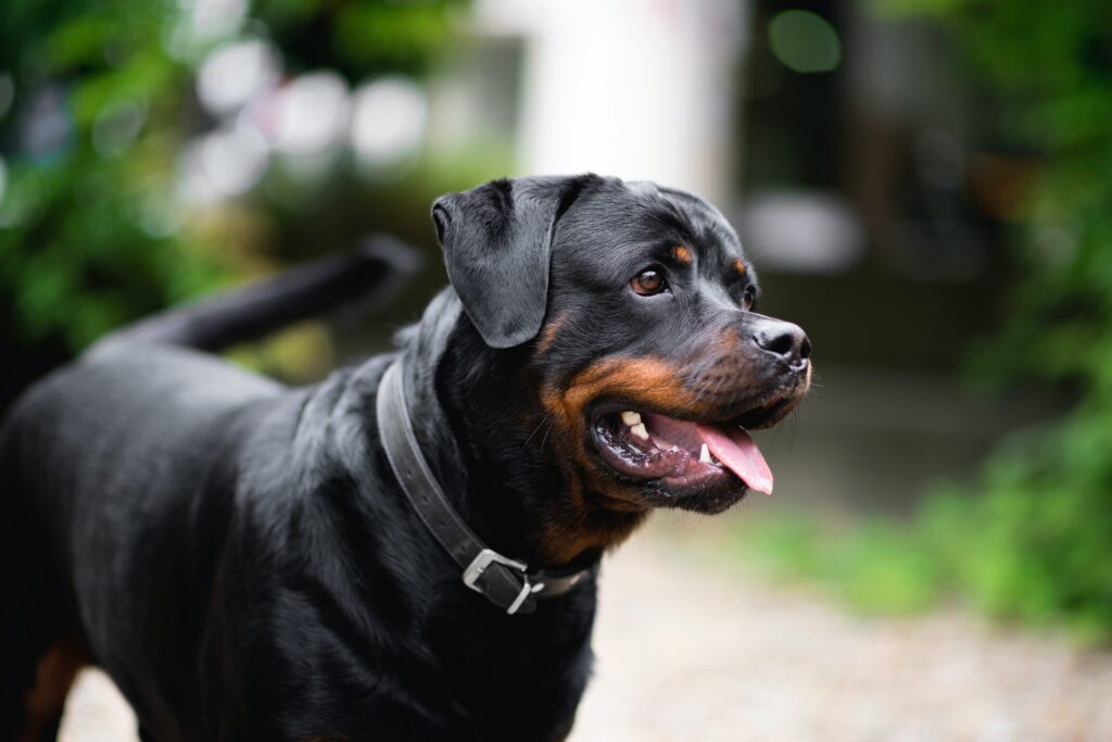 Beautiful Rottweiler dog in Pennsylvania