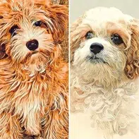 Coastal Cavapoo