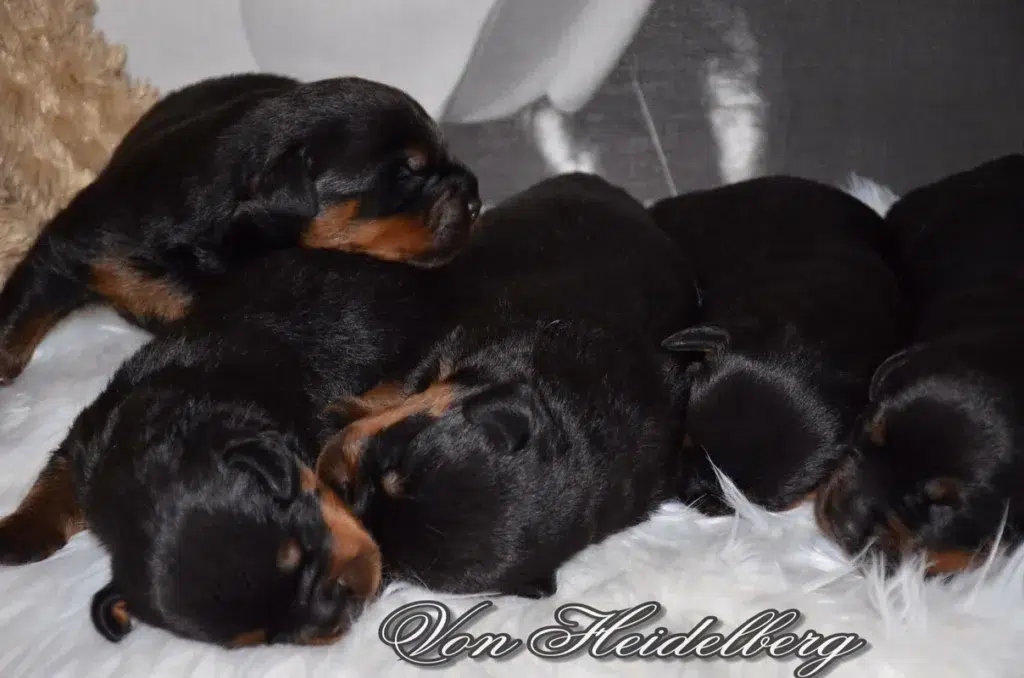 Von Heidelberg Rottweilers