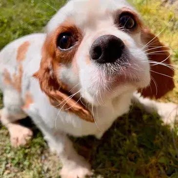 Howdee Kennels Washington