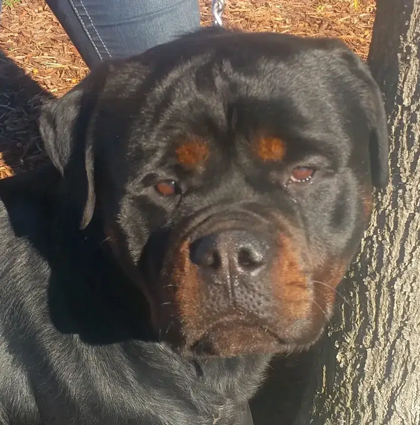 Scotty’s California Rottweilers