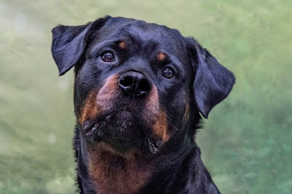 Camp Haven Kennels