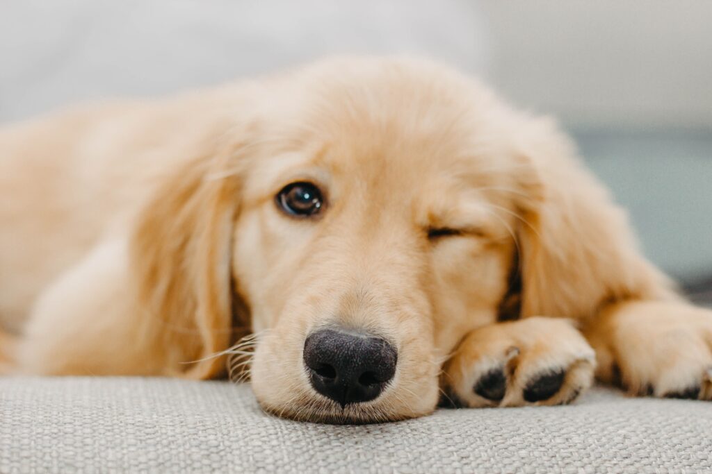 Beautiful Golden Retriever dog in New England