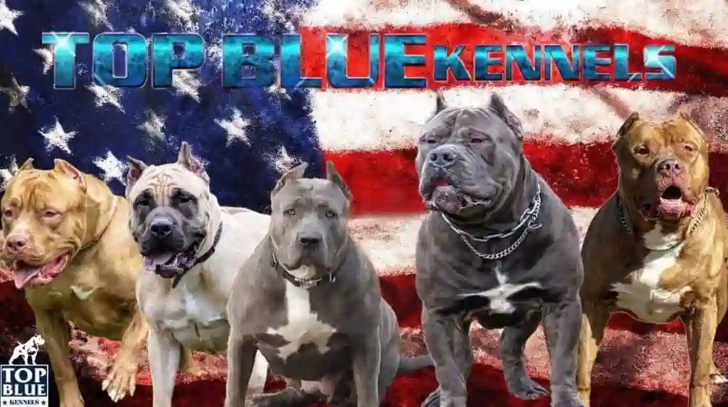 Top Blue Kennels