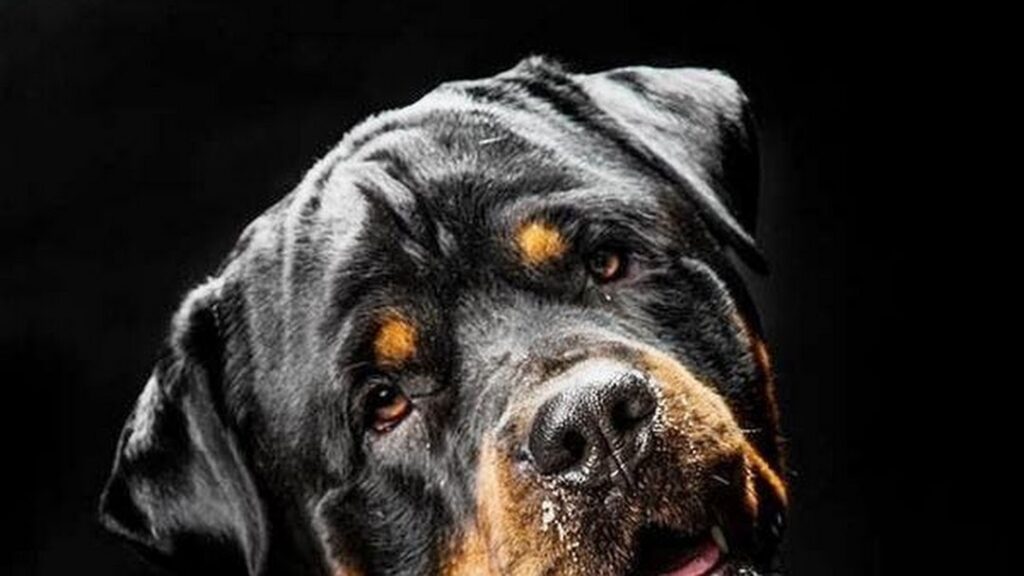 Emperor Rottweilers