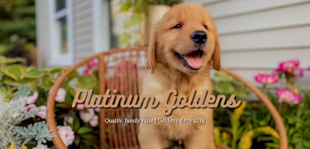 Platinum Golden Retrievers