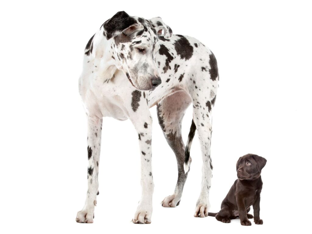 Adult Great Dane and chocolate Lab Puppy