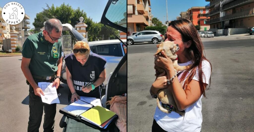 Chihuahua Found After 8 Years