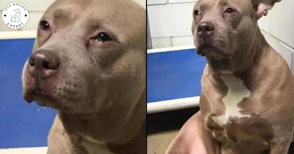 Heart-Broken Pitbull Crying