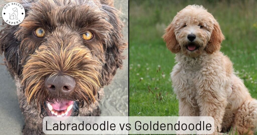 Labradoodle vs Goldendoodle