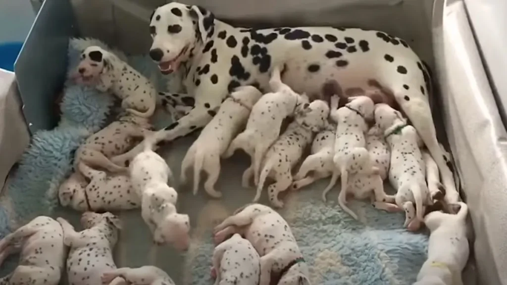 Vet Predicts A Litter Of 3