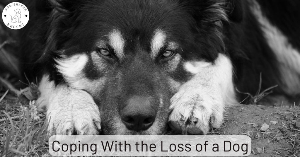 Coping With the Loss of a Dog