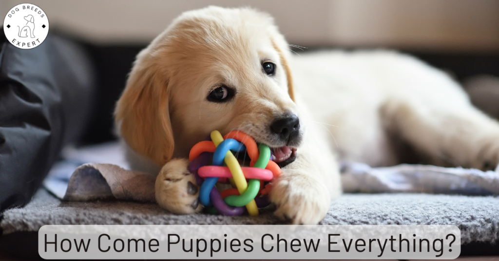 Puppy chewing on toy