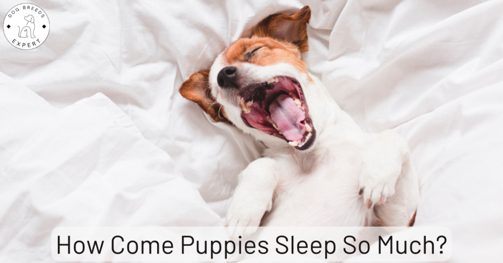 sleeping puppy