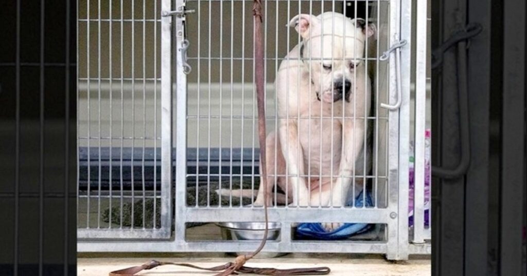Pit Bull Confused and Sad: Why Do I Have To Stay Here In This Cold Shelter?