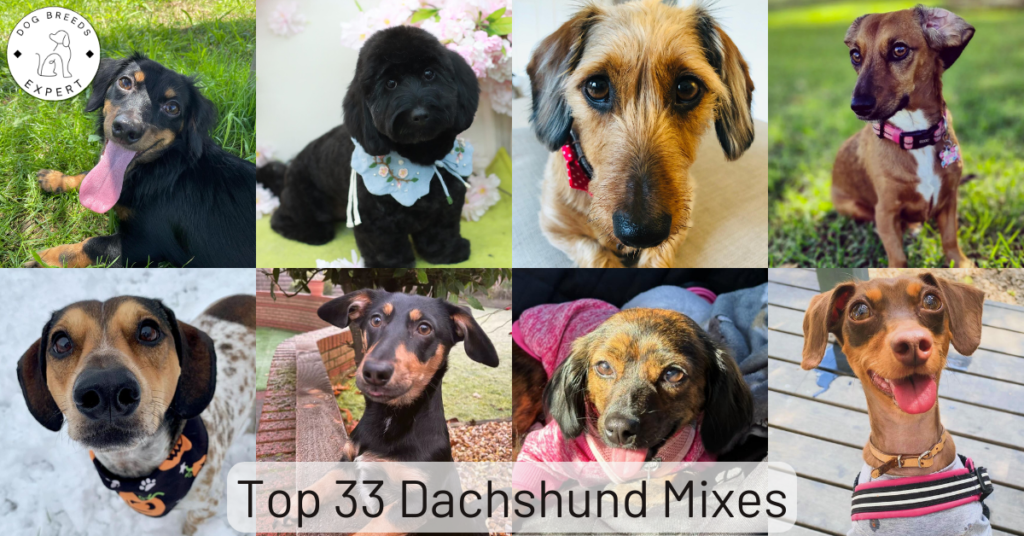Top 33 Dachshund Mixes