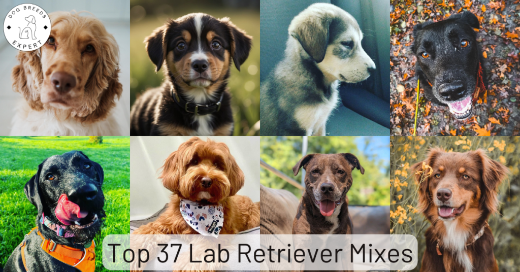 Top 37 Lab Mixes Thumbnail