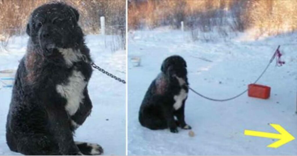 Chained Dog Stuck in Snow for 4 Long Years: Heartwarming Rescue and New Beginnings