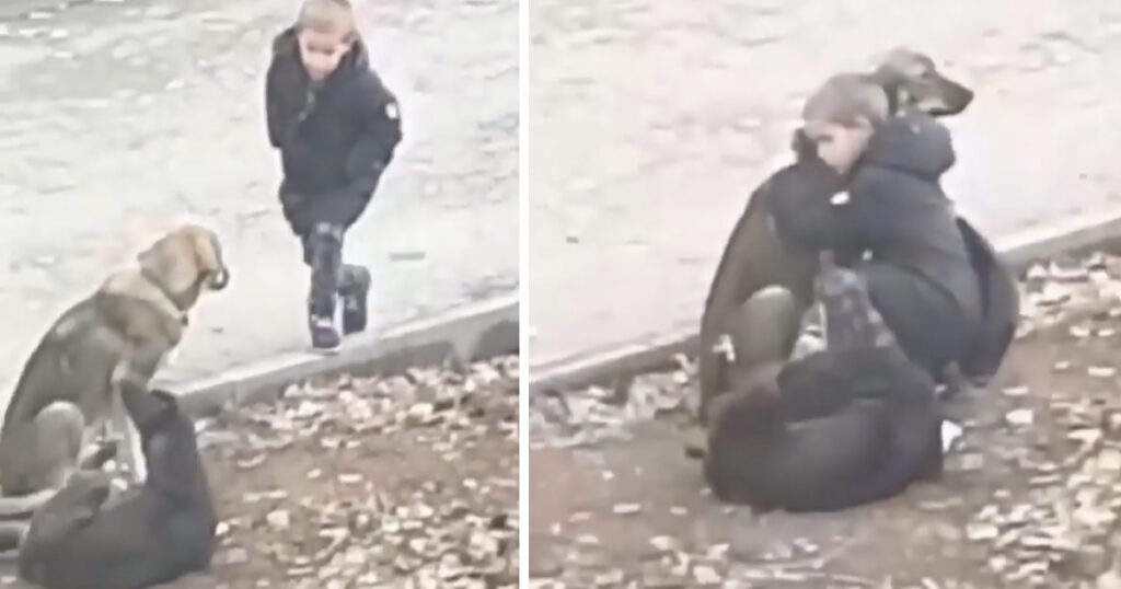 Little Boy Rescues Dogs: Heartwarming Tale of Courage and Friendship