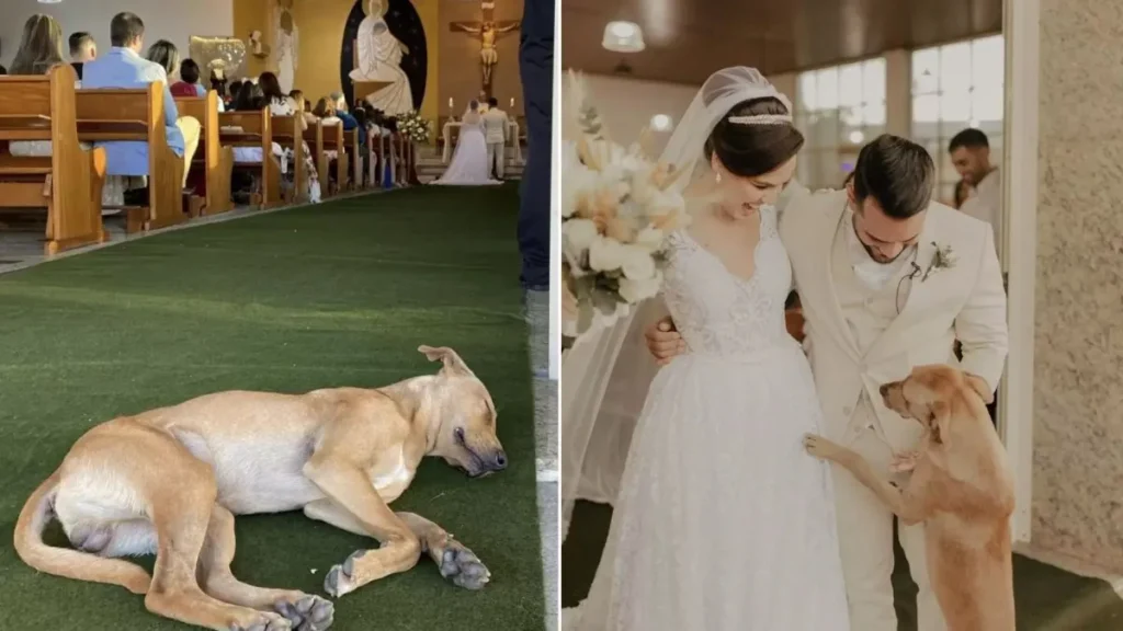 Stray Dog Crashes Wedding Ceremony: Uninvited Guest Steals Hearts