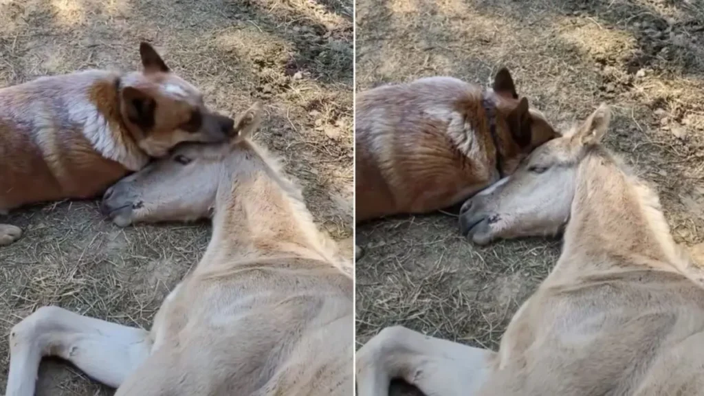The Caring Dog Did Not Stop Comforting the Foal: A Heartwarming Tale of Unwavering Friendship