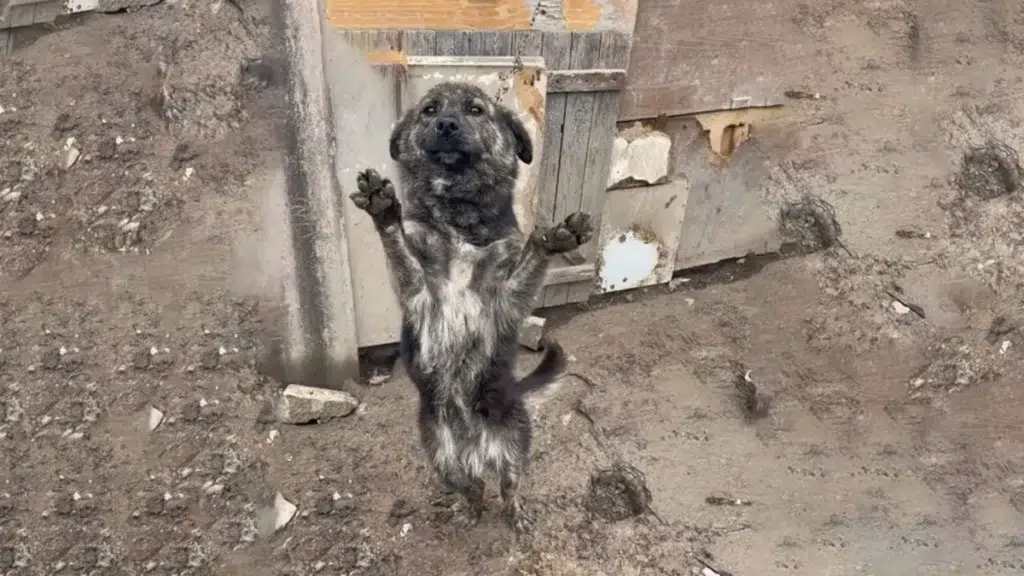 Dog Tied with a Chain Refuses to Let Go of Rescuer, Showcasing Unconditional Love