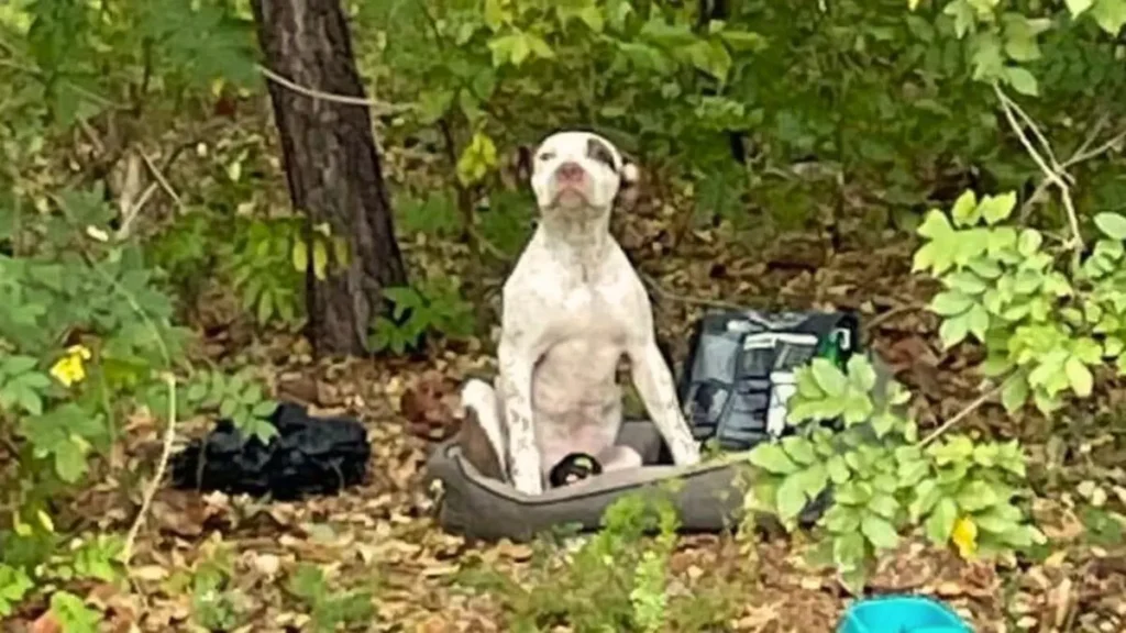 Man Heartbroken to Find a Dog Dumped in the Woods: A Tale of Compassion