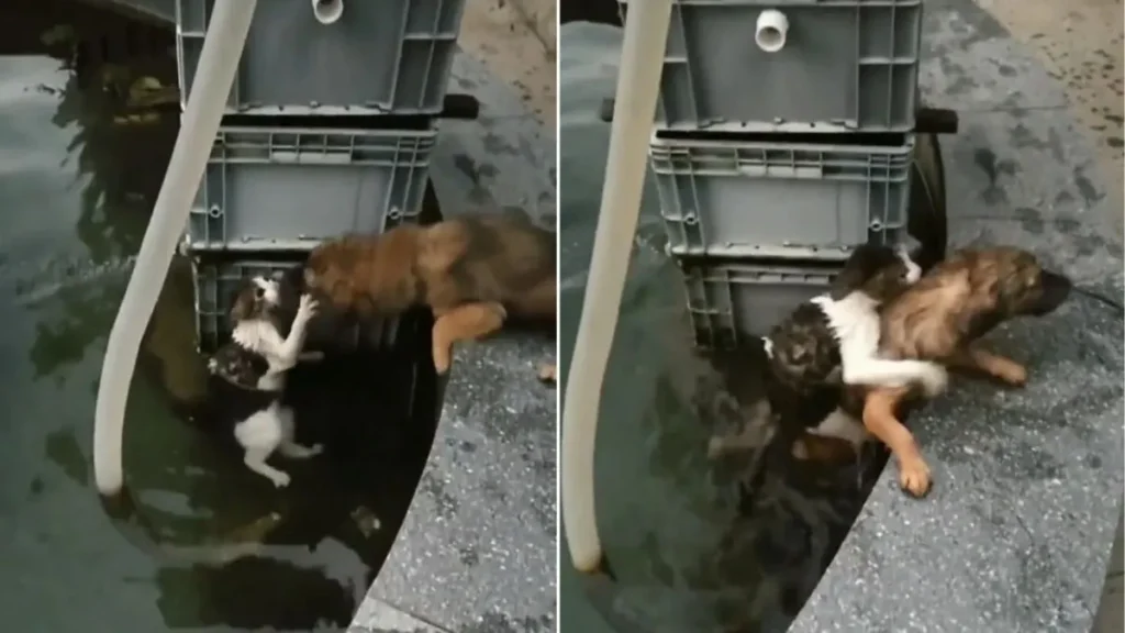 Heroic Dog Jumped Into Water to Save Drowning Cat: A Tale of Bravery