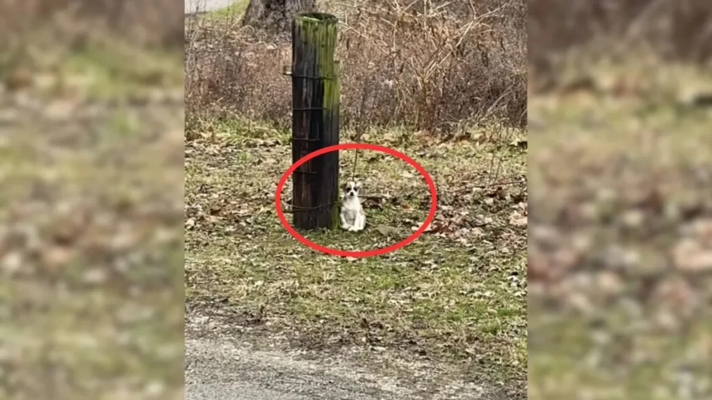 Sweet Puppy Was Tied to a Tree: A Heartwarming Rescue Tale