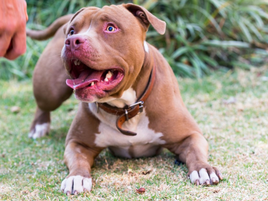 Pit Bull Breeders in New York (2026)