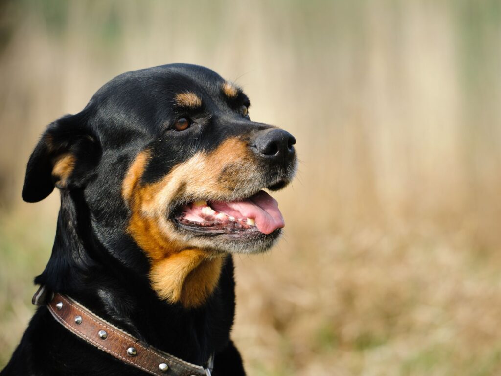 Rottweiler Breeders in Texas (2026)
