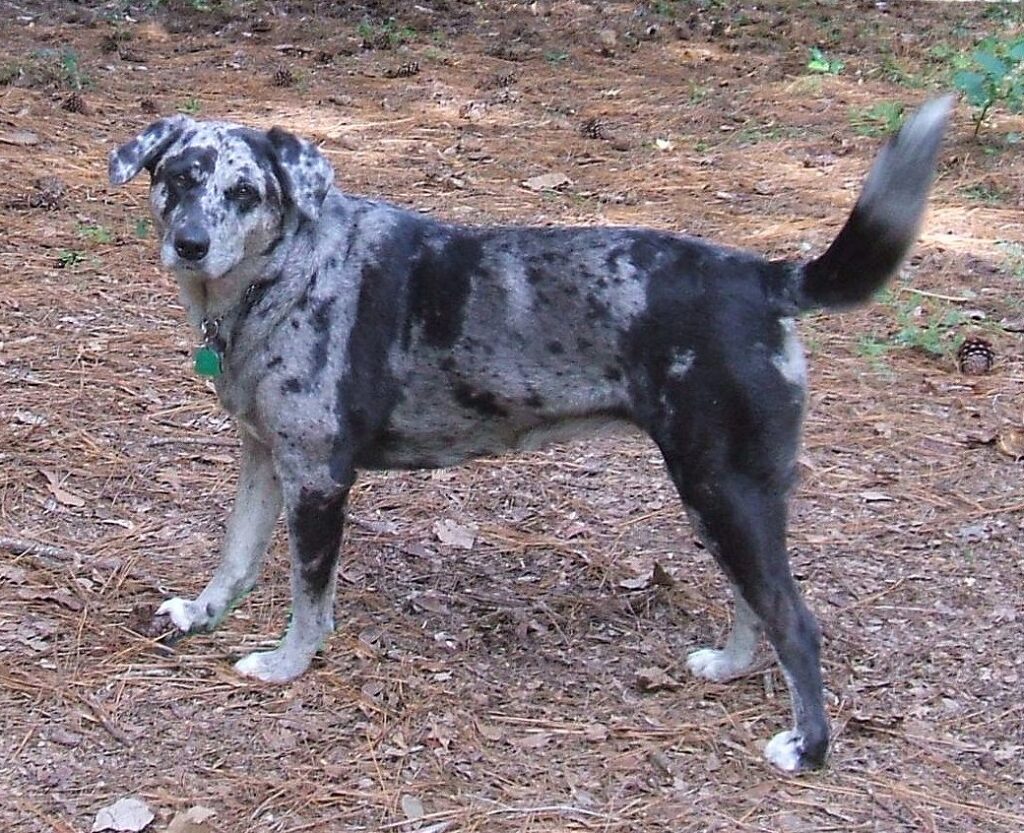 Catahoula Leopard Dog Names: 200+ Unique and Fun Ideas