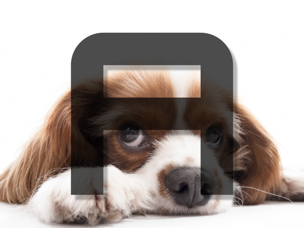 Dog Names Beginning with A: 200+ Adorable Options for Your New Pup