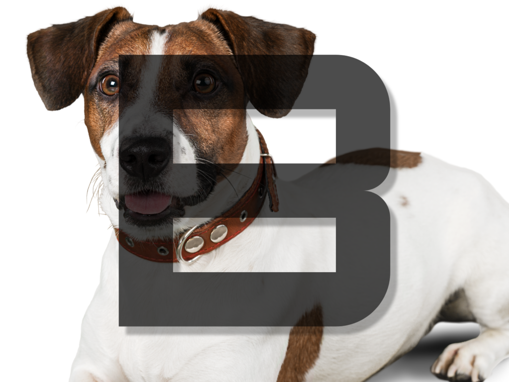 Dog Names Beginning with B: 200+ Brilliant Choices for Your Furry Friend