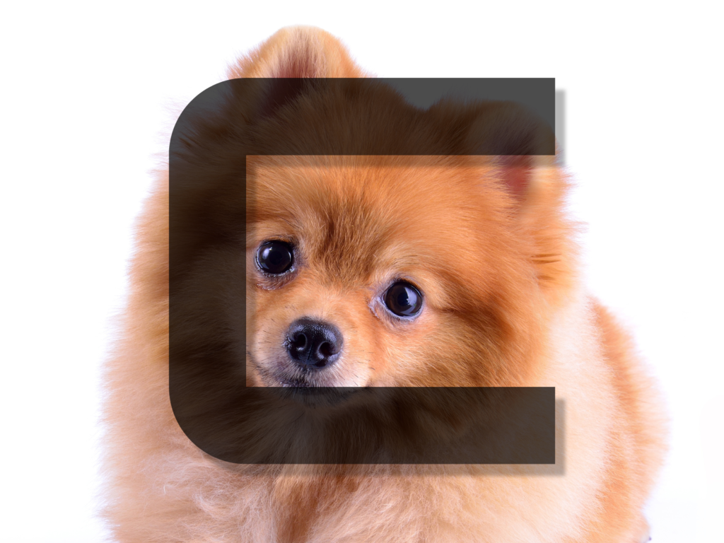 Dog Names Beginning with C: 200+ Cute and Clever Choices for Your Canine Companion