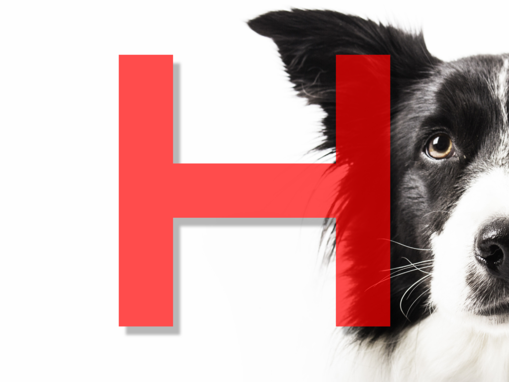 Dog Names Beginning with H: Over 200 Adorable Options for Your Furry Friend