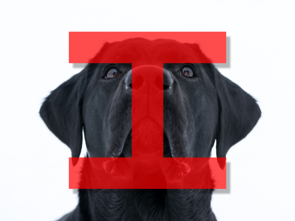 Dog Names Beginning with I: 200+ Inspiring Ideas for Your Pup