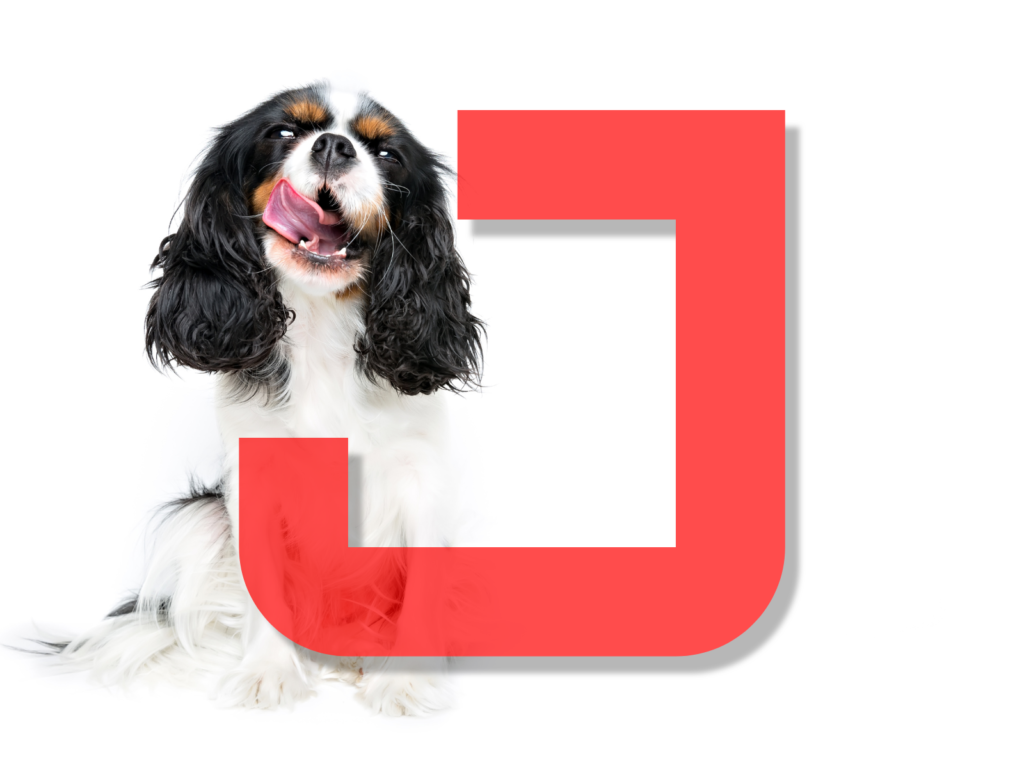 Dog Names Beginning with J: 200+ Joyful Options for Your Pup