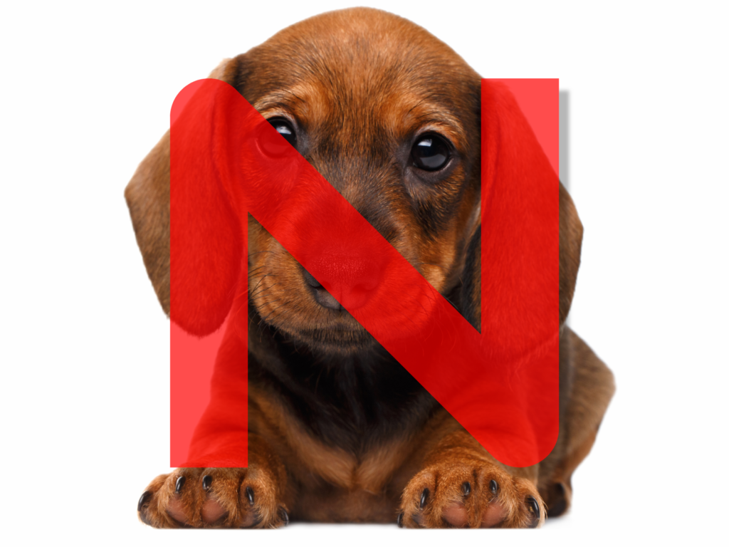 Dog Names Beginning with N: 200+ Adorable Options for Your New Pup